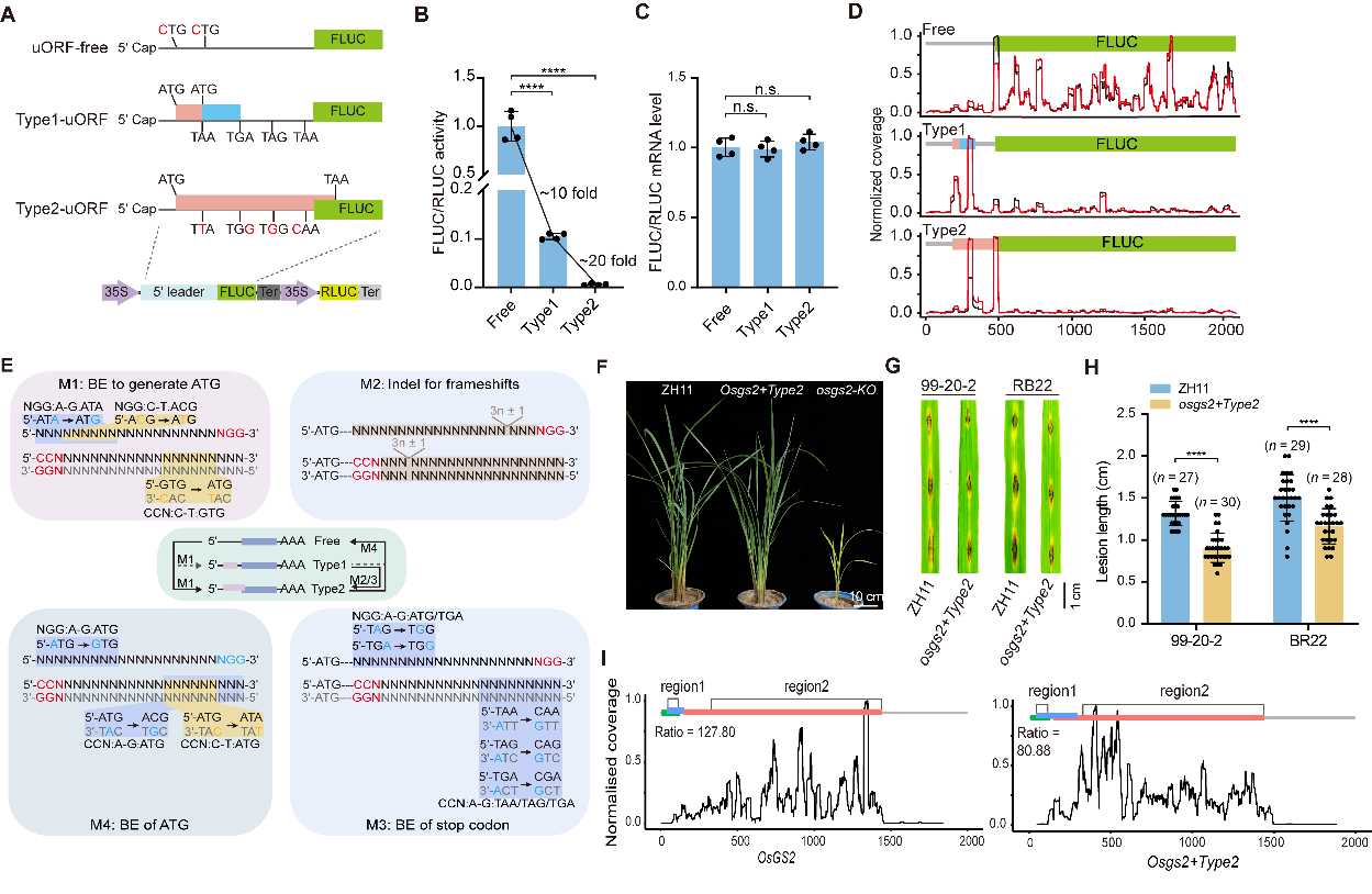 Science China Life Sciences | Engineering disease-resistant plants with alternative translation efficiency by switching uORF types through CRISPR